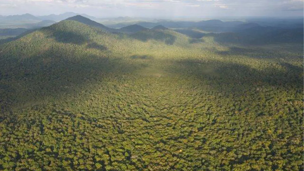 Guyana Rainforest